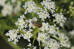 Astylus tucumanensis