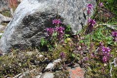 Pedicularis verticillata