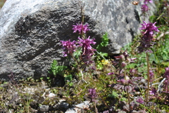Pedicularis verticillata