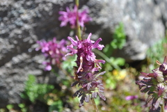 Pedicularis verticillata