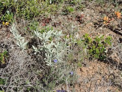 Lithodora fruticosa