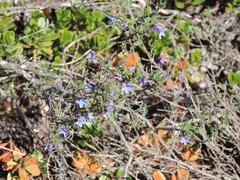 Lithodora fruticosa
