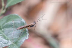 Spilomantis occipitalis