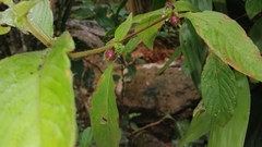 Sabicea villosa