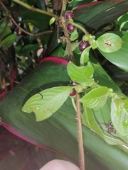 Sabicea villosa
