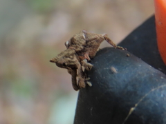 Ouroporopterus squamiventris