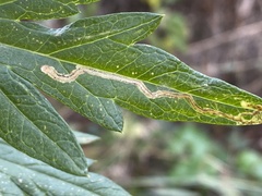 Liriomyza ptarmicae