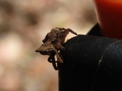 Ouroporopterus squamiventris