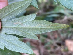 Liriomyza ptarmicae