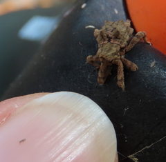 Ouroporopterus squamiventris