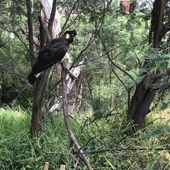 Zanda funerea funerea