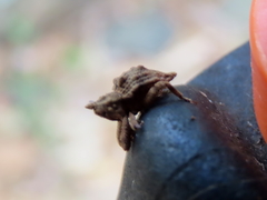 Ouroporopterus squamiventris