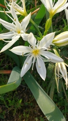 Pancratium illyricum