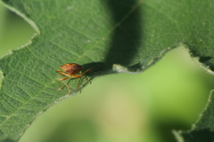 Oebalus poecilus