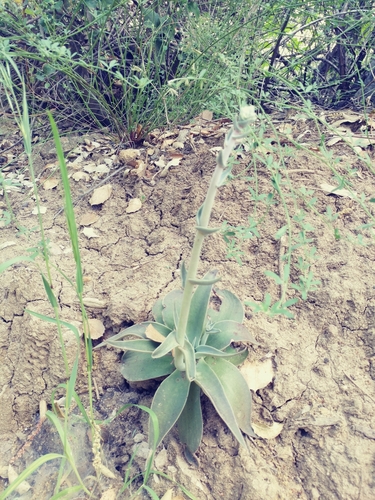 iNaturalist observation photo of lanceleaf liveforever