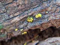 Chlorosplenium chlora