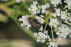 Astylus tucumanensis