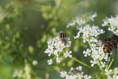 Astylus tucumanensis
