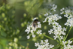 Astylus tucumanensis