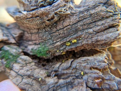 Chlorosplenium chlora