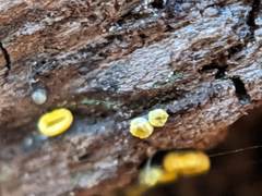 Chlorosplenium chlora