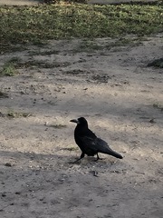 Corvus frugilegus