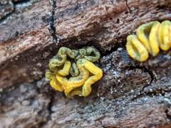 Chlorosplenium chlora