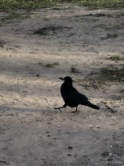 Corvus frugilegus