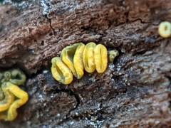 Chlorosplenium chlora