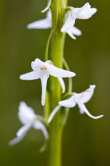 Platanthera dilatata leucostachys