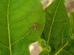 Oxyopes salticus