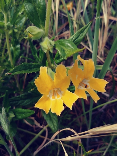 iNaturalist observation photo of southern bush monkeyflower