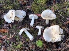 Russula stuntzii