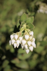 Arctostaphylos purissima ssp. globosa