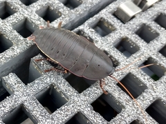 Polyzosteria limbata