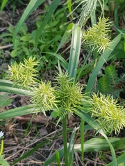 Cyperus