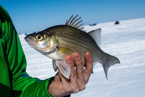 White Bass