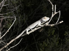 Strophurus williamsi