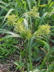 Cyperus