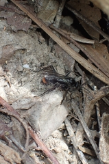 Tachypompilus analis