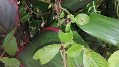 Sabicea villosa