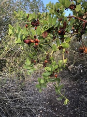 Arctostaphylos purissima purissima