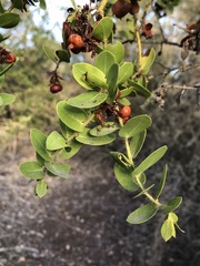 Arctostaphylos purissima purissima