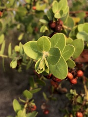 Arctostaphylos purissima purissima