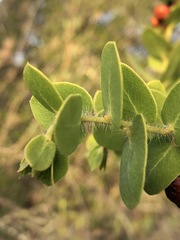 Arctostaphylos purissima purissima