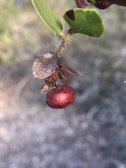 Arctostaphylos purissima purissima