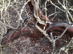 Arctostaphylos purissima purissima