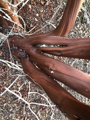 Arctostaphylos purissima purissima