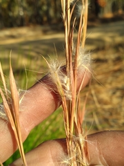 Andropogon tracyi