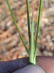 Andropogon tracyi